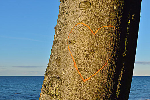 心形,山毛榉树,波罗的海,西部,波美拉尼亚,德国