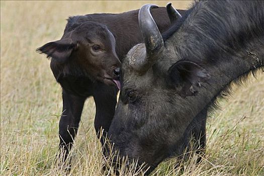 南非水牛,非洲水牛,2-3岁,白天,老,诞生,幼兽,舔,母亲,马赛马拉,肯尼亚
