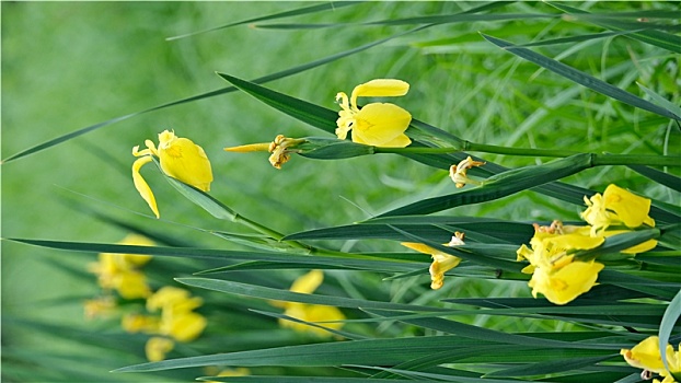 黄菖蒲花