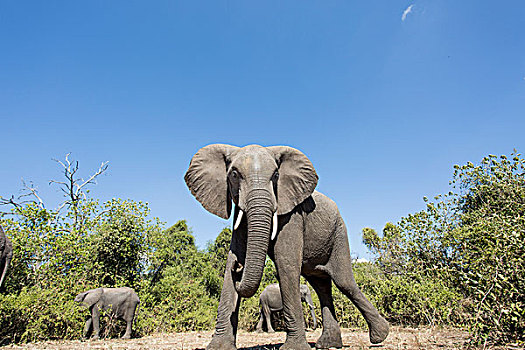 非洲,博茨瓦纳,乔贝国家公园,牧群,非洲象,走,树林,乔贝,河,冬天,下午