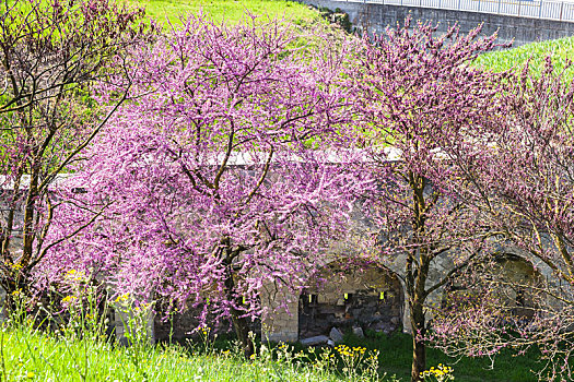 花,树,城市公园,春天