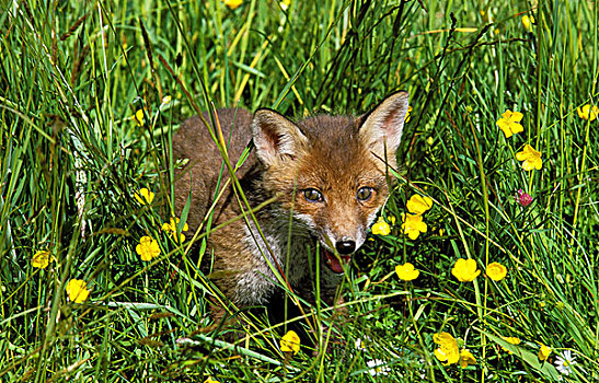 幼兽,红狐,狐属,保护色,高草,黄花