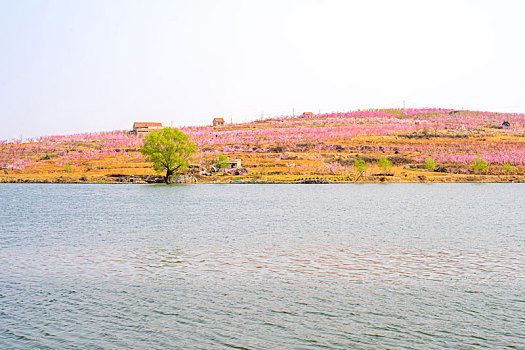 山东蒙阴桃花