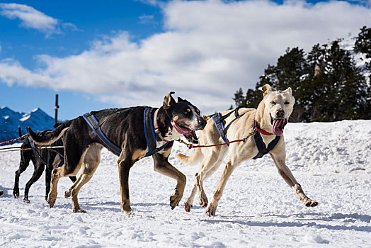 雪橇,狗,速度,比赛