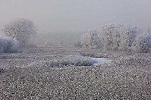 霜冻,风景,荷兰