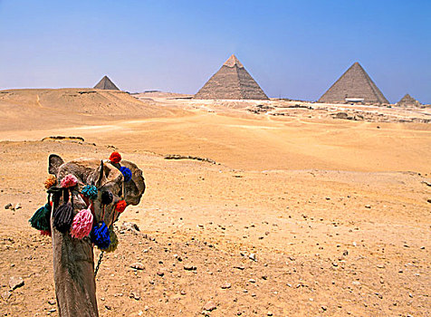 骆驼,看,埃及