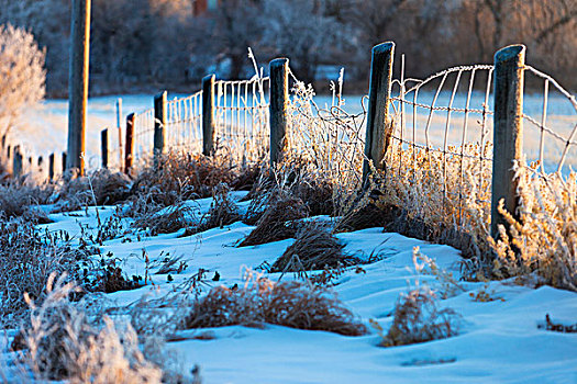 雪,霜,刺铁丝网,乡村地区,冬天,云杉,小树林,艾伯塔省,加拿大