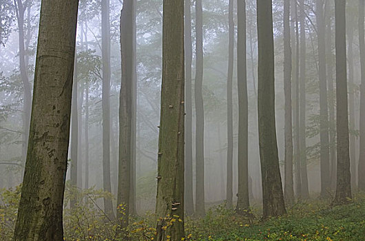 山毛榉,树林,雾