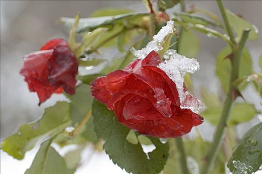 花园,玫瑰,遮盖,雪,初冬