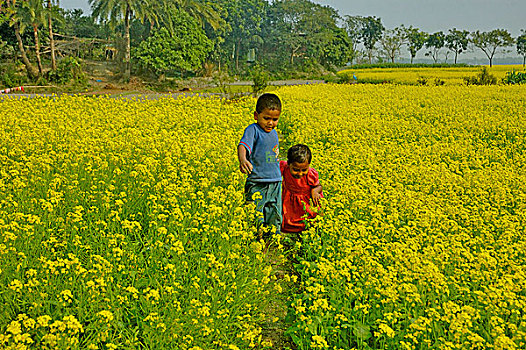 孟加拉人,孩子,走,芥末,地点,孟加拉,十二月,2007年