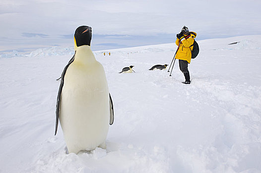 南极,威德尔海,雪丘岛,游客,帝企鹅
