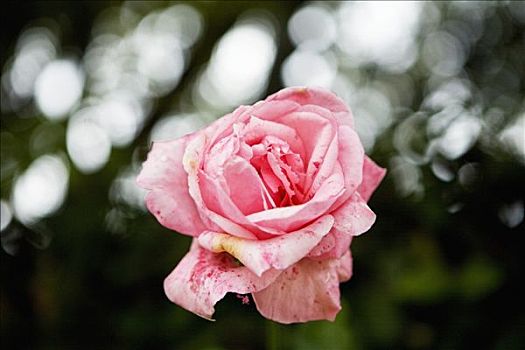 粉红玫瑰,意大利