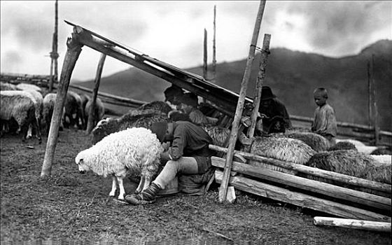 绵羊,农牧,摩尔达维亚,东北方,罗马尼亚