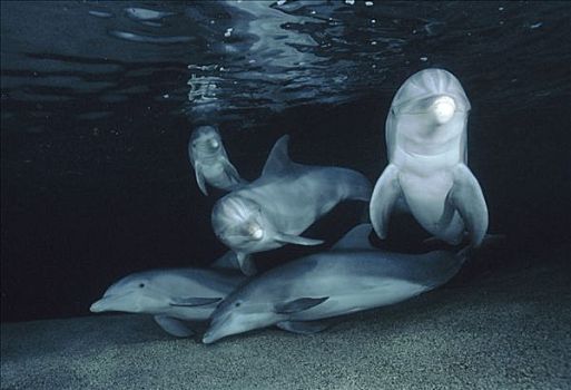 宽吻海豚,水下,三个,夏威夷