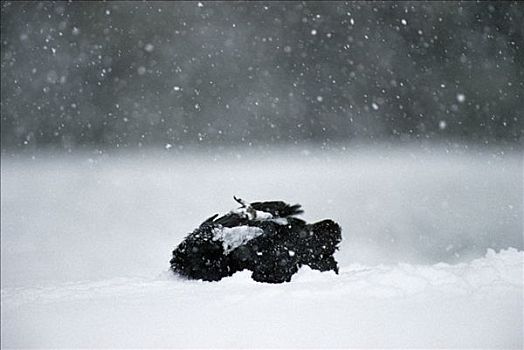 大乌鸦,渡鸦,浴,初雪,鹿,畜体,爱达荷