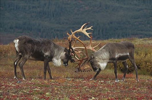 北美驯鹿,驯鹿属,两个男人,打斗,德纳利国家公园和自然保护区,阿拉斯加