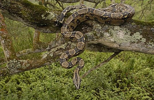大蟒蛇,悬挂,树上,国家公园,厄瓜多尔,南美