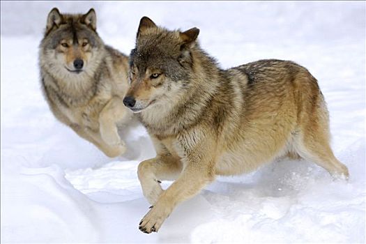 两个,雪中,狼