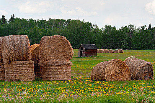 干草包,地点,北方,艾伯塔省,加拿大
