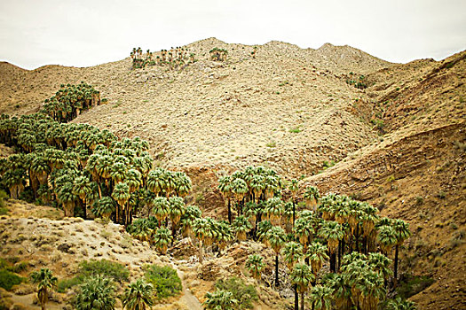 棕榈树,峡谷,棕榈泉,加利福尼亚,美国