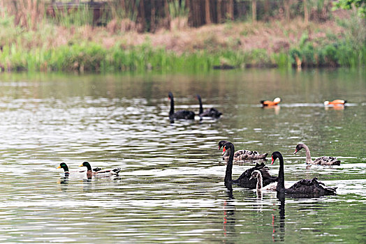 湖里的黑天鹅和鸭子
