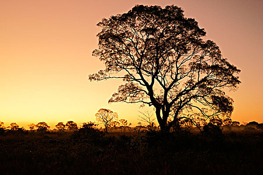 树,剪影,日落,潘塔纳尔,南马托格罗索州,巴西,南美