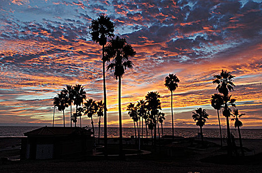 剪影,棕榈树,海滩,维切斯特,洛杉矶市,加利福尼亚,美国