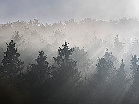 雾,太阳光线,云杉,树林,下奥地利州,奥地利,欧洲