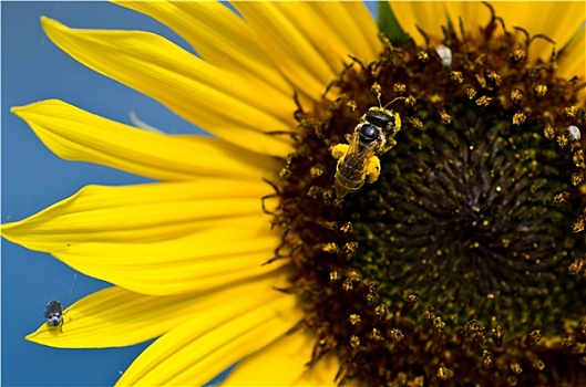 蜜蜂,金色,花粉,黄色,向日葵