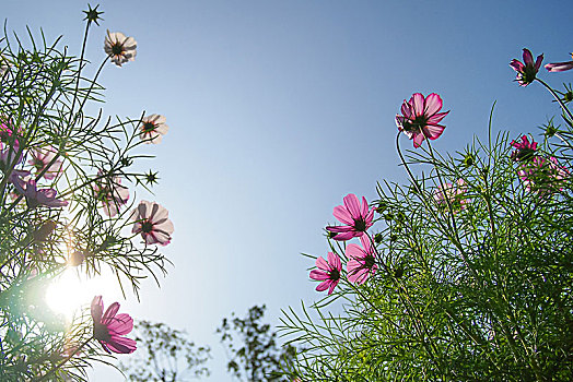 波斯菊