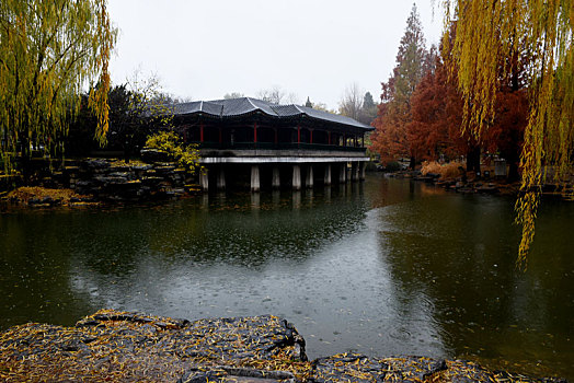 北京中山公园遍地金黄银杏叶妆点水榭亭台,红墙碧瓦