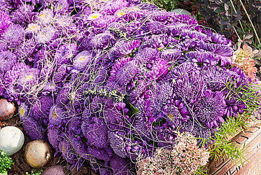 花束,紫罗兰,紫苑属