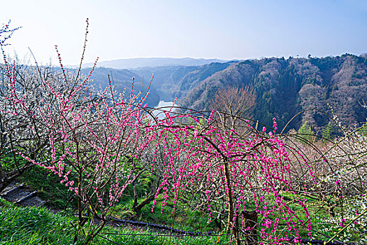 盛开,李子,花,果园,乡村,奈良县,日本