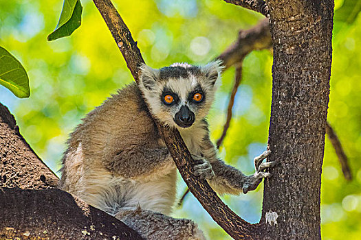 madagascar马达加斯加环尾狐猴子在树上