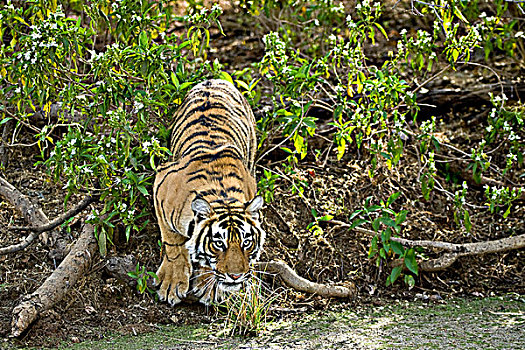 虎,水坑,拉贾斯坦邦,印度