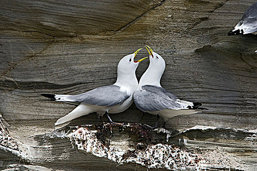 黑脚三趾鸥,三趾鸥,窝,悬崖,诺森伯兰郡,英国