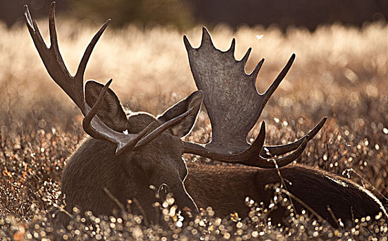 睡觉,成年,驼鹿,楚加奇州立公园,阿拉斯加