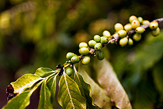 绿色,咖啡,樱桃,考艾岛,夏威夷,团结,北美