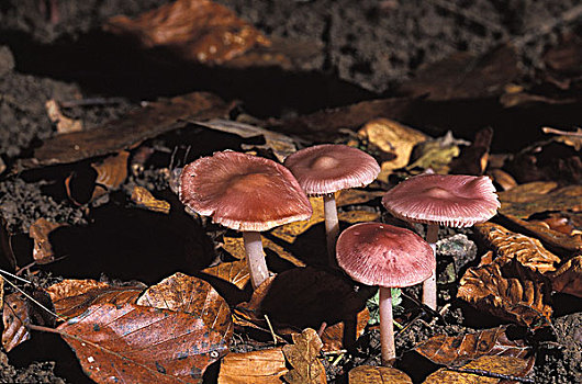 玫瑰红色,蘑菇,毒蘑菇