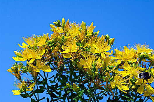 金丝桃属植物,黄色