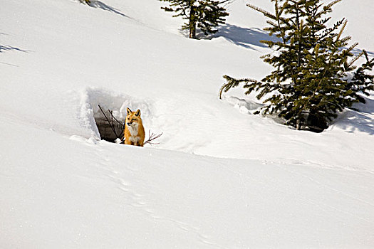 狐狸,积雪,山,靠近,窝,打开,沃特顿,艾伯塔省,加拿大