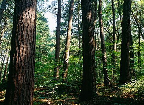 树,树林,阿尔冈金省立公园,安大略省,加拿大