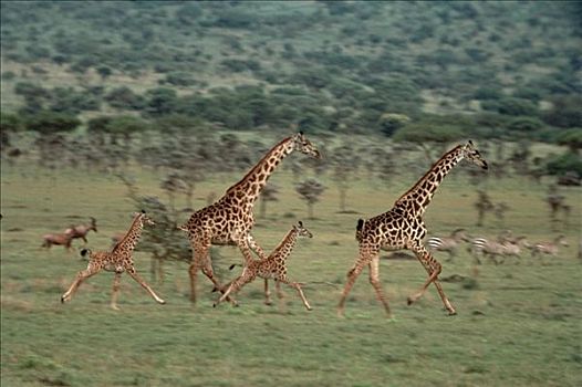 长颈鹿,母兽,塞伦盖蒂国家公园,坦桑尼亚
