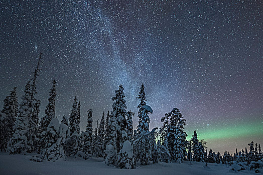 星空,银河,北极光,上方,积雪,树,国家公园,拉普兰,芬兰,欧洲