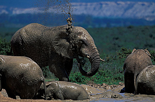 南非,大象,公园,水边,洞
