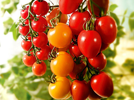 新鲜,红色,黄色西红柿,犁形番茄