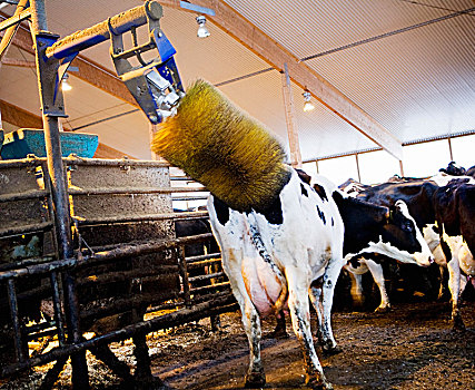 母牛,洗,谷仓,瑞典