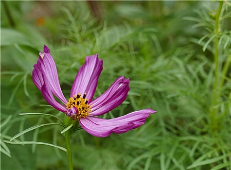 花朵特别