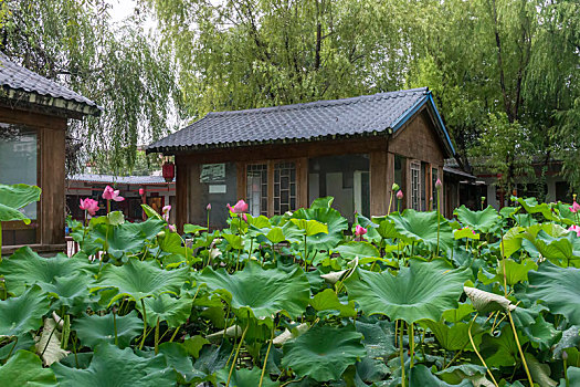 农舍荷塘,垂柳依依,满塘荷开