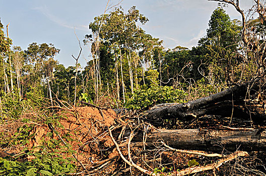 森林采伐,破坏,亚马逊河,雨林,巴西,南美